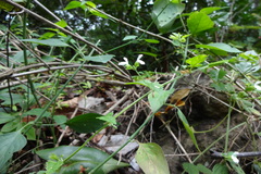 Leucas biflora var. biflora